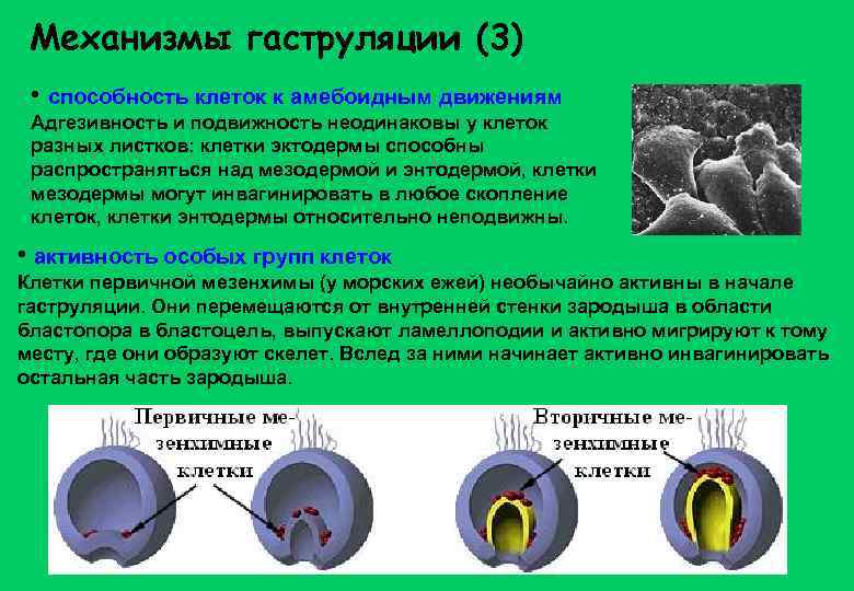 Механизмы гаструляции (3) • способность клеток к амебоидным движениям Адгезивность и подвижность неодинаковы у