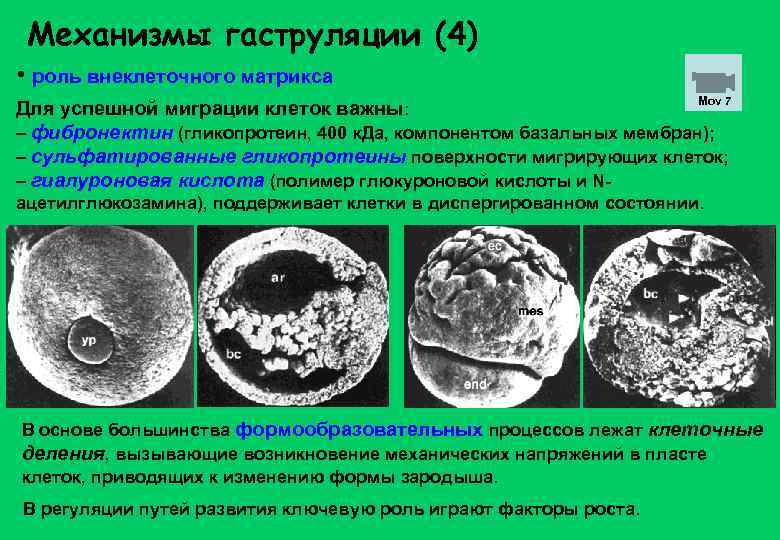 Механизмы гаструляции (4) • роль внеклеточного матрикса Mov 7 Для успешной миграции клеток важны: