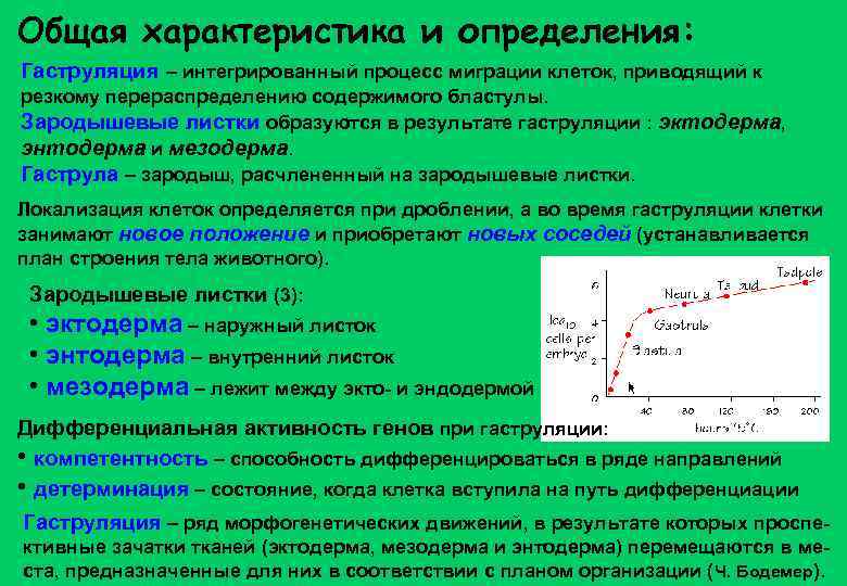 Общая характеристика и определения: Гаструляция – интегрированный процесс миграции клеток, приводящий к резкому перераспределению