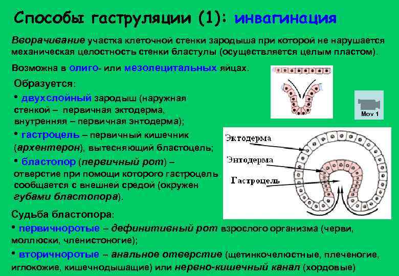 Способы гаструляции (1): инвагинация Вворачивание участка клеточной стенки зародыша при которой не нарушается механическая