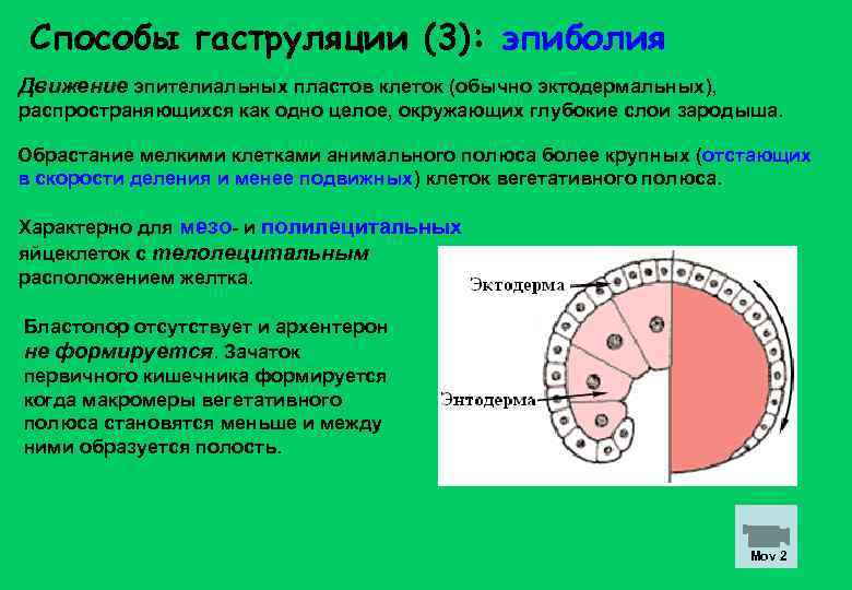 Способы гаструляции (3): эпиболия Движение эпителиальных пластов клеток (обычно эктодермальных), распространяющихся как одно целое,