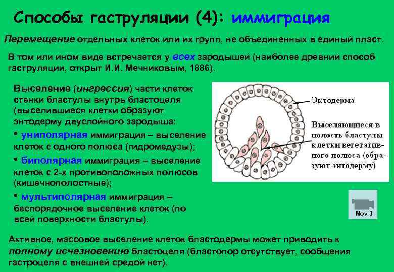 Способы гаструляции (4): иммиграция Перемещение отдельных клеток или их групп, не объединенных в единый