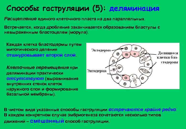 Способы гаструляции (5): деляминация Расщепление единого клеточного пласта на два параллельных. Встречается, когда дробление