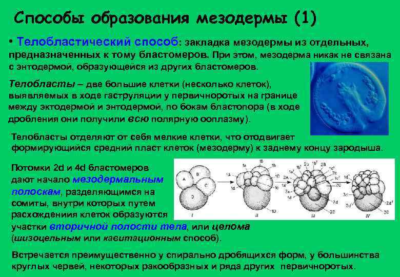 Способы образования мезодермы (1) • Телобластический способ: закладка мезодермы из отдельных, предназначенных к тому