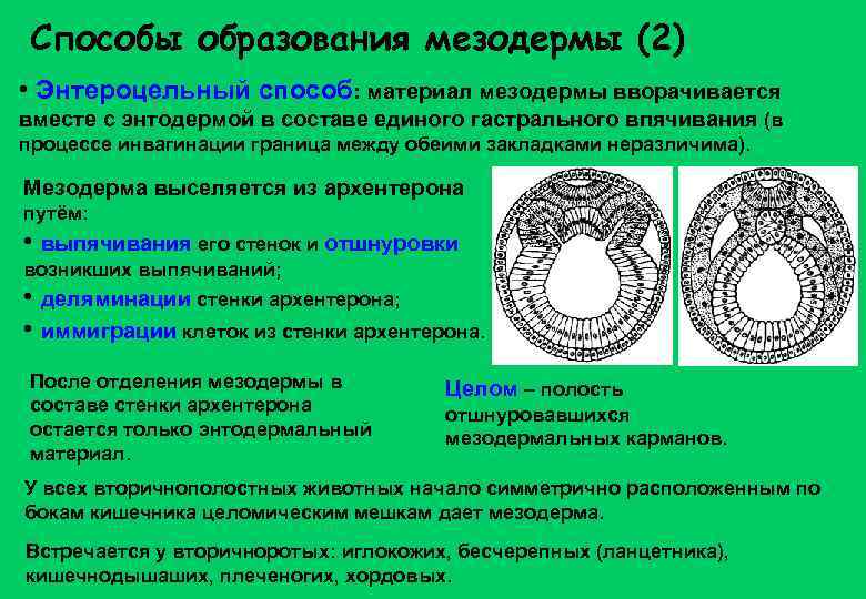 Способы образования мезодермы (2) • Энтероцельный способ: материал мезодермы вворачивается вместе с энтодермой в