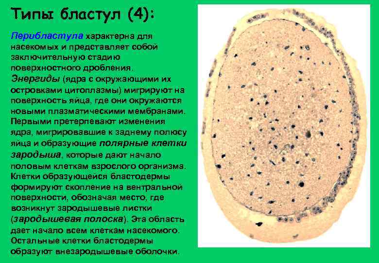Типы бластул (4): Перибластула характерна для насекомых и представляет собой заключительную стадию поверхностного дробления.