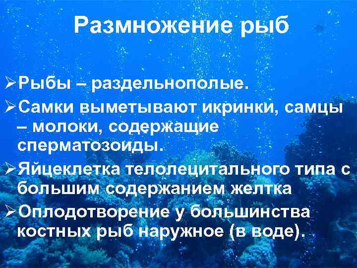 Размножение рыб ØРыбы – раздельнополые. ØСамки выметывают икринки, самцы – молоки, содержащие сперматозоиды. ØЯйцеклетка