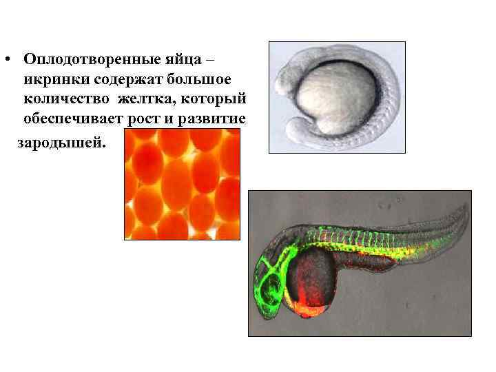  • Оплодотворенные яйца – икринки содержат большое количество желтка, который обеспечивает рост и