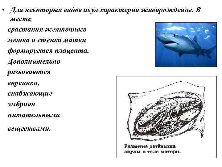  • Для некоторых видов акул характерно живорождение. В месте срастания желточного мешка и