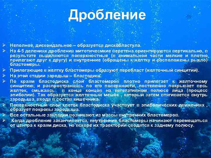 Дробление Ø Неполное, дискоидальное – образуется дискобластула. Ø На 4 -5 делениях дробления митотичесмкие