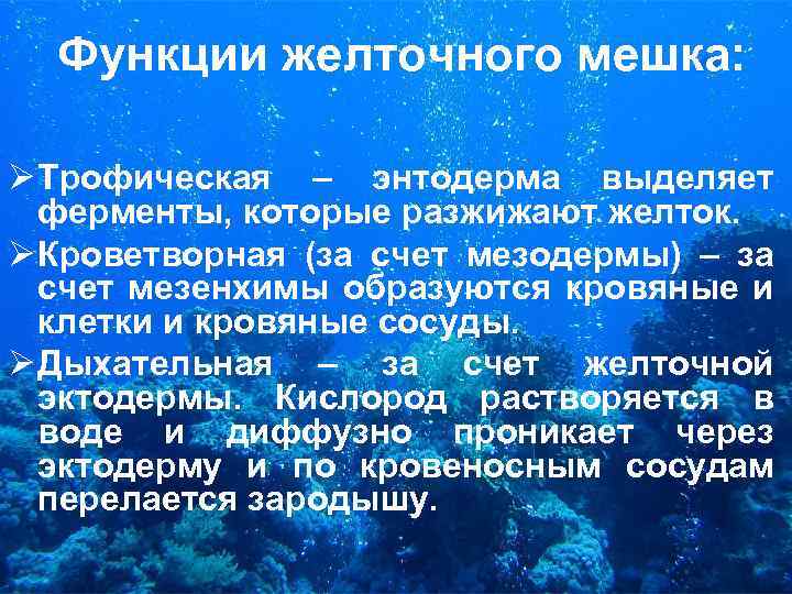 Функции желточного мешка: Ø Трофическая – энтодерма выделяет ферменты, которые разжижают желток. Ø Кроветворная