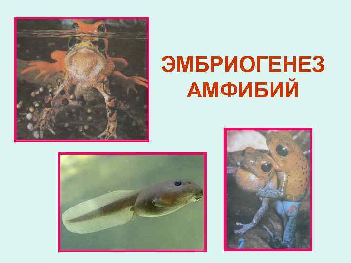 ЭМБРИОГЕНЕЗ АМФИБИЙ 