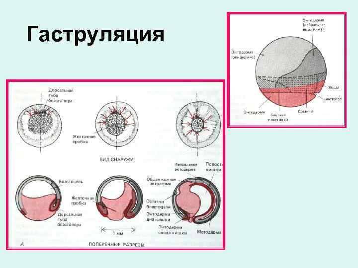 Гаструляция 