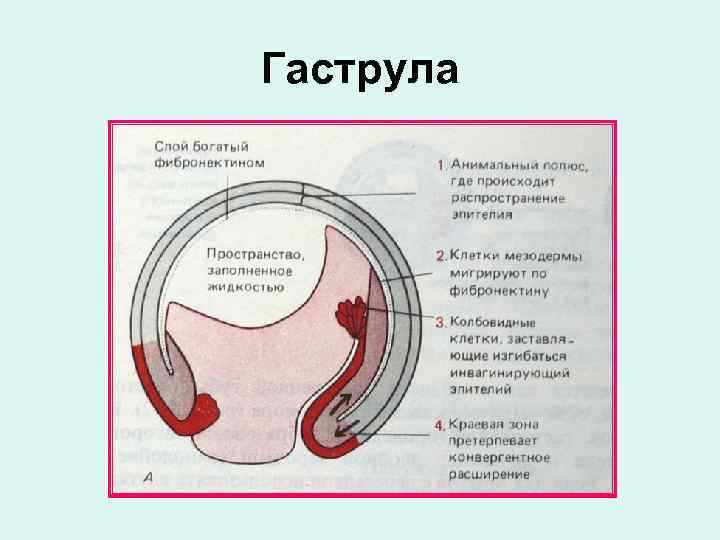 Гаструла 