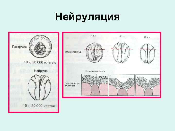 Нейруляция 