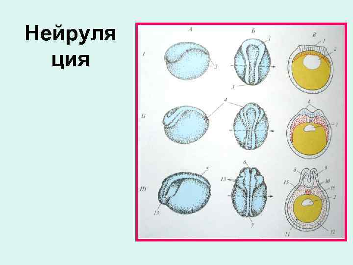 Нейруля ция 