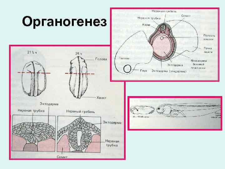 Органогенез 