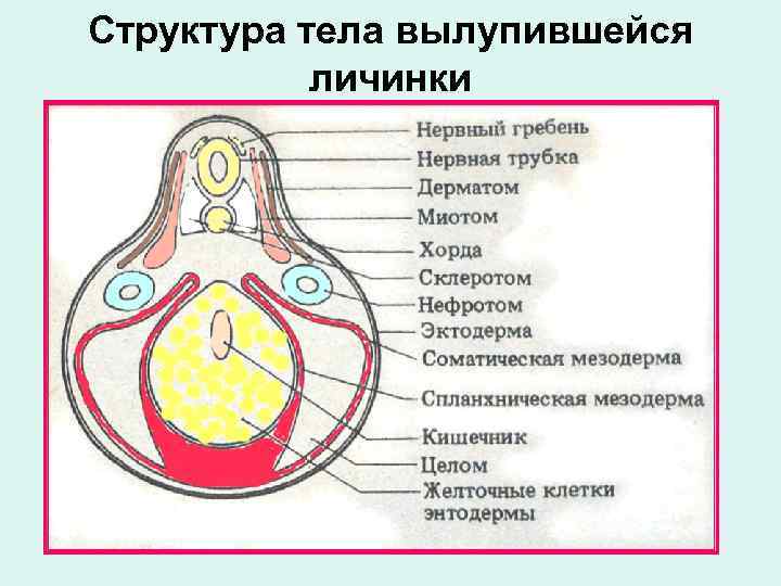 Структура тела вылупившейся личинки 