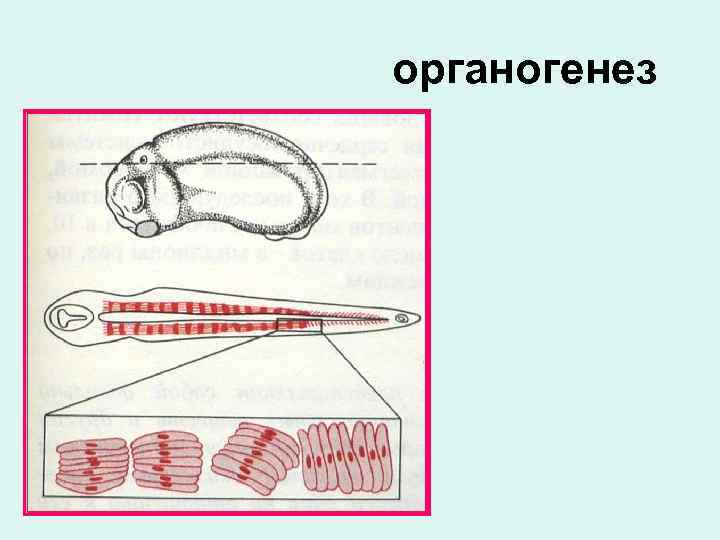 органогенез 