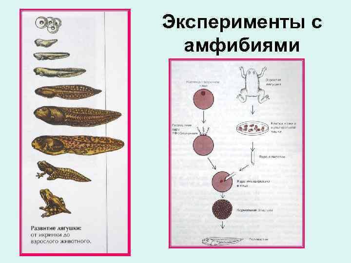 Эксперименты с амфибиями 