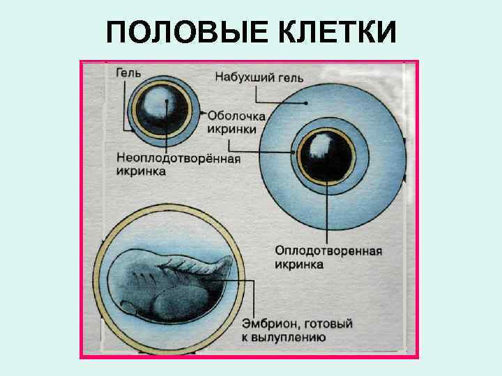 ПОЛОВЫЕ КЛЕТКИ 