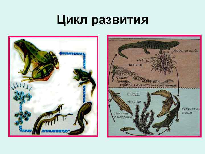 Цикл развития 