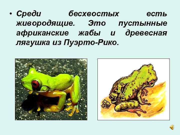  • Среди бесхвостых есть живородящие. Это пустынные африканские жабы и древесная лягушка из