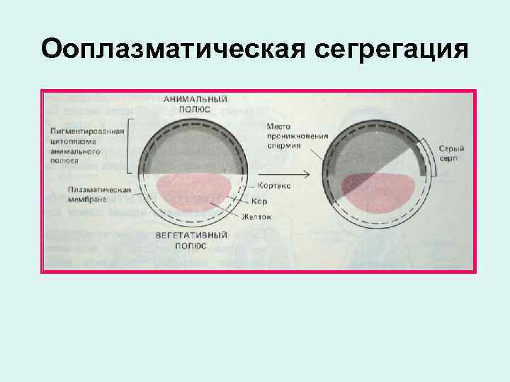 Ооплазматическая сегрегация 