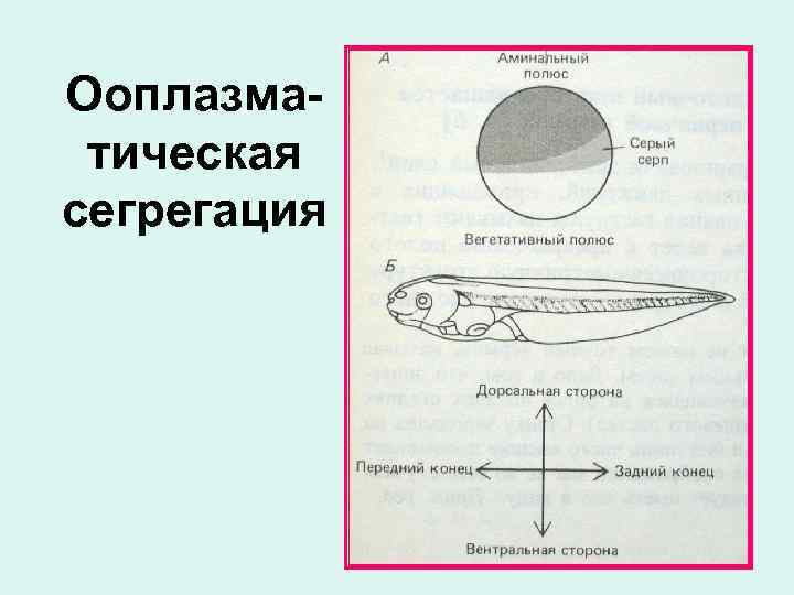 Ооплазматическая сегрегация 