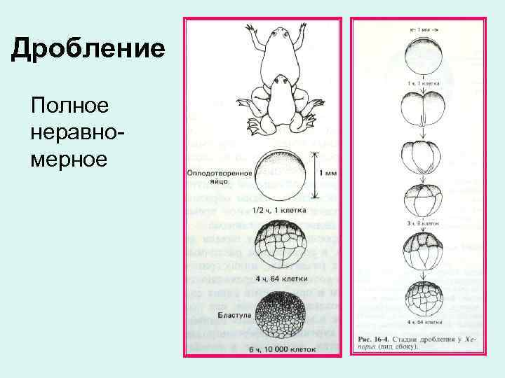 Дробление Полное неравномерное 