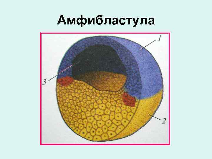 Амфибластула 