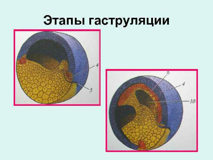 Этапы гаструляции 