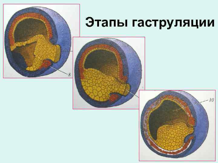 Этапы гаструляции 