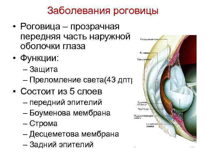 Заболевания роговицы • Роговица – прозрачная передняя часть наружной оболочки глаза • Функции: –