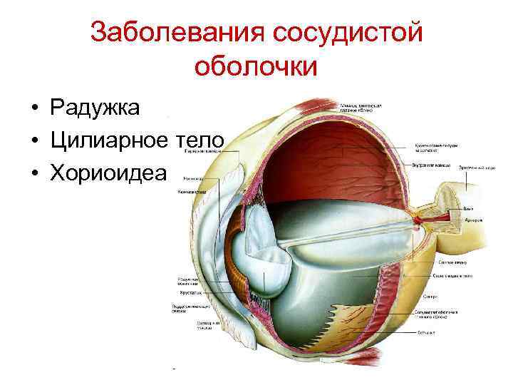 Заболевания сосудистой оболочки • Радужка • Цилиарное тело • Хориоидеа 