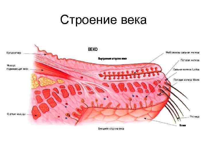 Строение века 