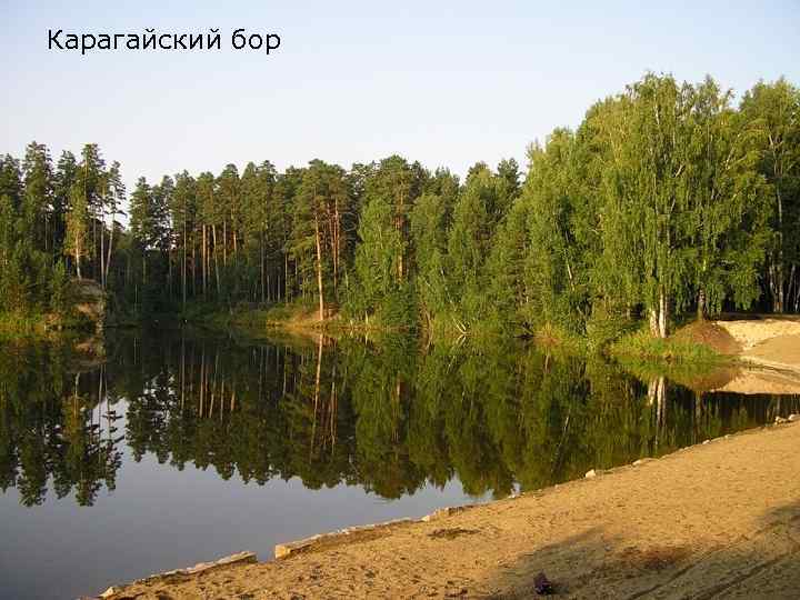 Карагайский бор 