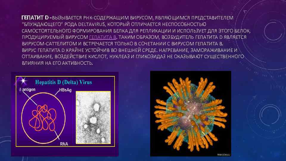 ГЕПАТИТ D -ВЫЗЫВАЕТСЯ РНК-СОДЕРЖАЩИМ ВИРУСОМ, ЯВЛЯЮЩИМСЯ ПРЕДСТАВИТЕЛЕМ “БЛУЖДАЮЩЕГО” РОДА DELTAVIRUS, КОТОРЫЙ ОТЛИЧАЕТСЯ НЕСПОСОБНОСТЬЮ САМОСТОЯТЕЛЬНОГО