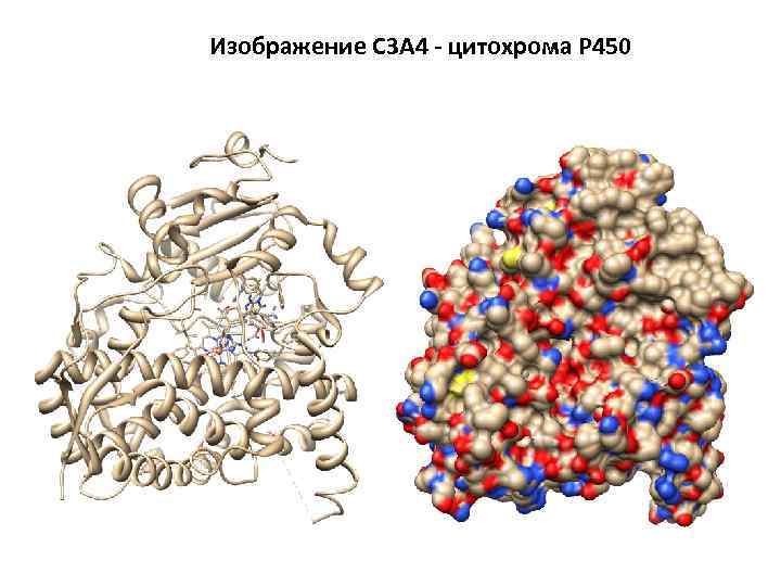 Изображение C 3 A 4 - цитохрома P 450 