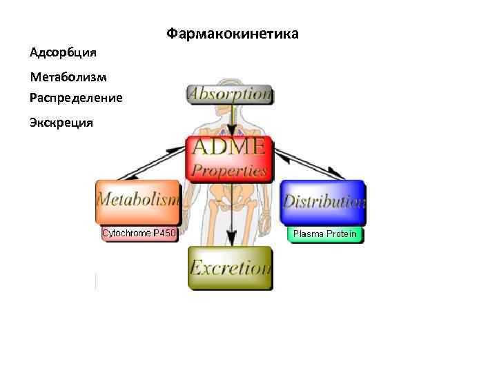 Фармакокинетика Адсорбция Метаболизм Распределение Экскреция 