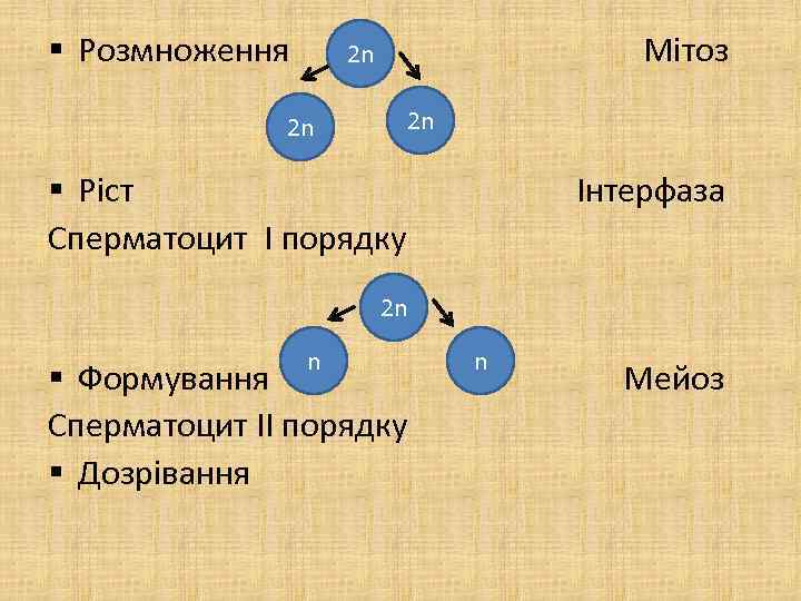 § Розмноження Мітоз 2 n 2 n 2 n § Ріст Інтерфаза Сперматоцит I