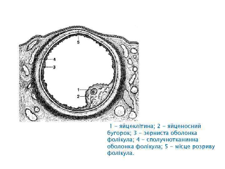 1 - яйцеклітина; 2 - яйценосний бугорок; 3 - зерниста оболонка фолікула; 4