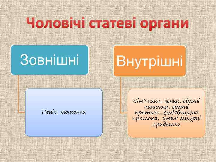 Чоловічі статеві органи Зовнішні Пеніс, мошонка Внутрішні Сім’яники, яєчка, сімяні канальці, сімяні протоки, сім’явиносна