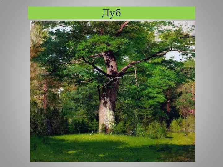 Дуб 