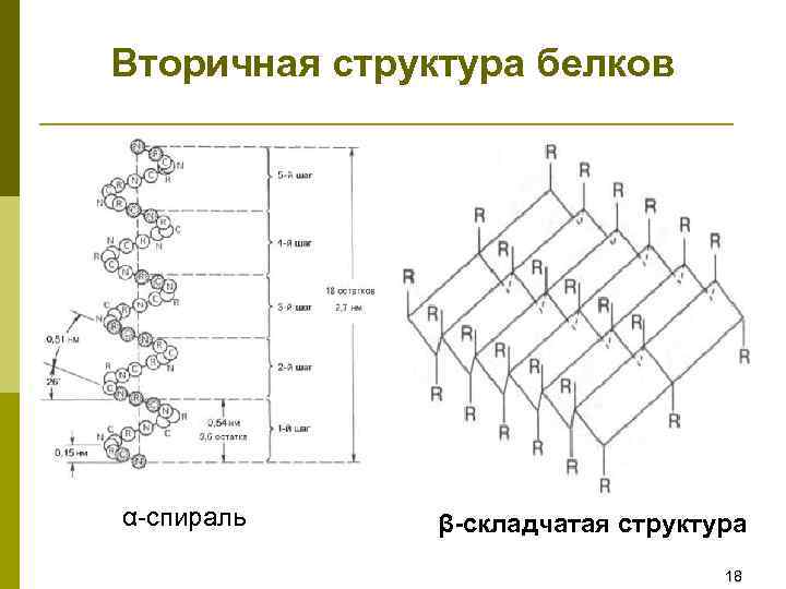 Вторичная структура белка форма. Бета структура вторичной структуры белка. Бета спираль вторичной структуры белка.