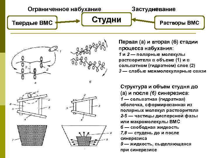 Ограниченное набухание Твердые ВМС Застудневание Студни Растворы ВМС Первая (а) и вторая (б) стадии