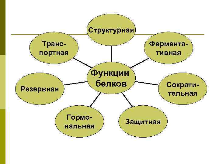 Схематическая диаграмма о биологической роли белков