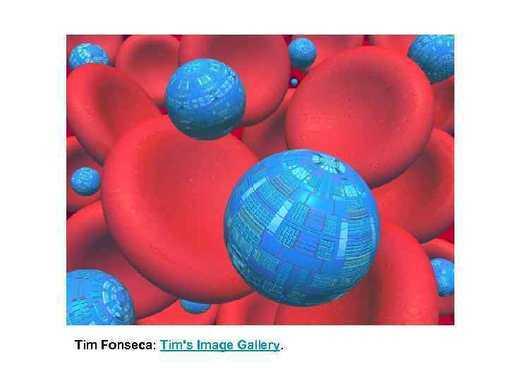 Tim Fonseca: Tim's Image Gallery. 