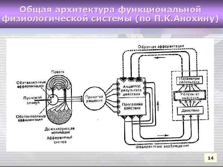 Общая архитектура функциональной физиологической системы (по П. К. Анохину) 14 