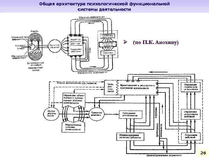 Общая архитектура психологической функциональной системы деятельности Ø (по П. К. Анохину) 26 